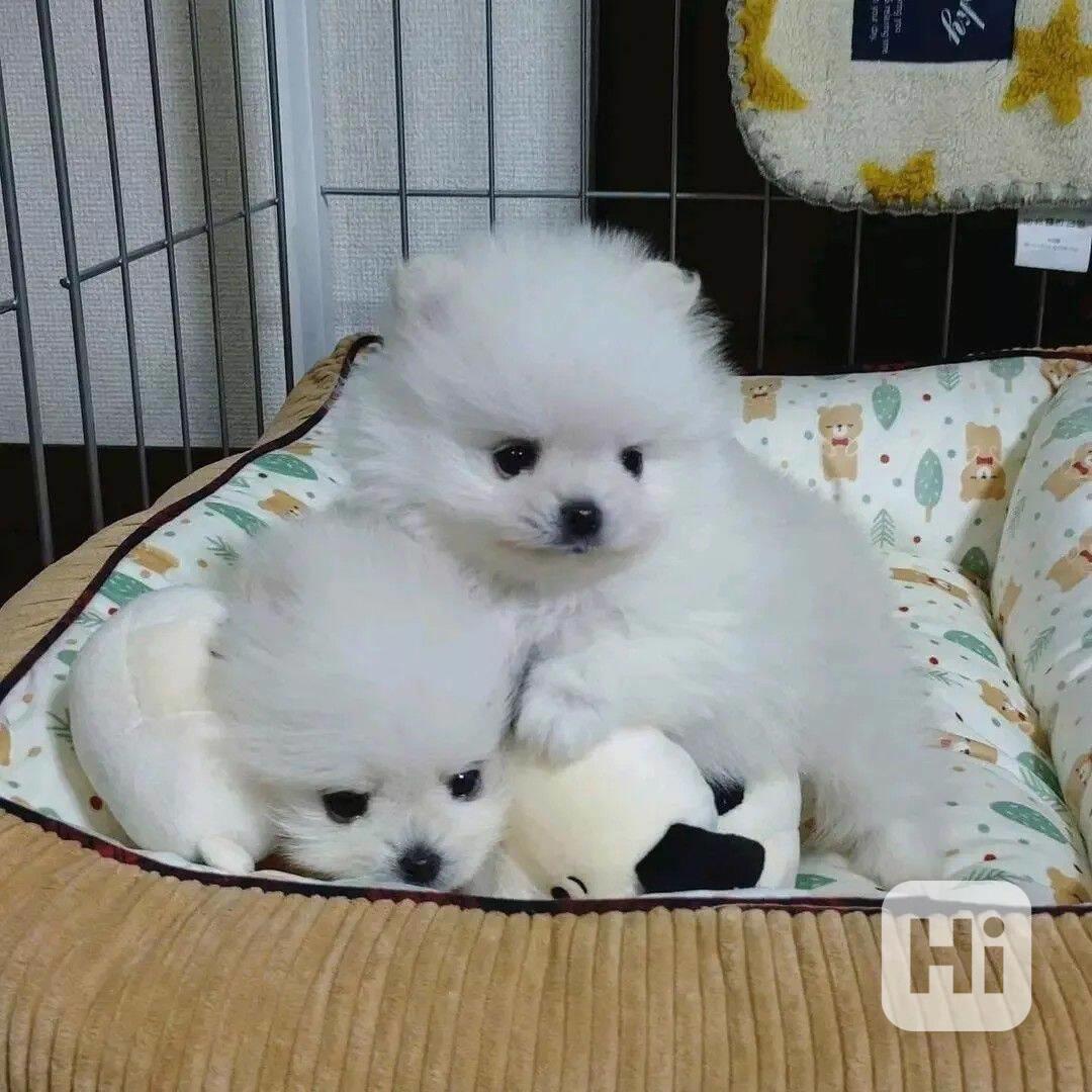 Rozkošná štěňata pomeranského ovčáka - foto 1