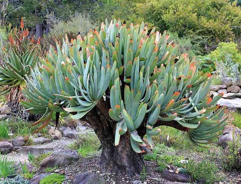 sazenice Aloe plicatilis - foto 1