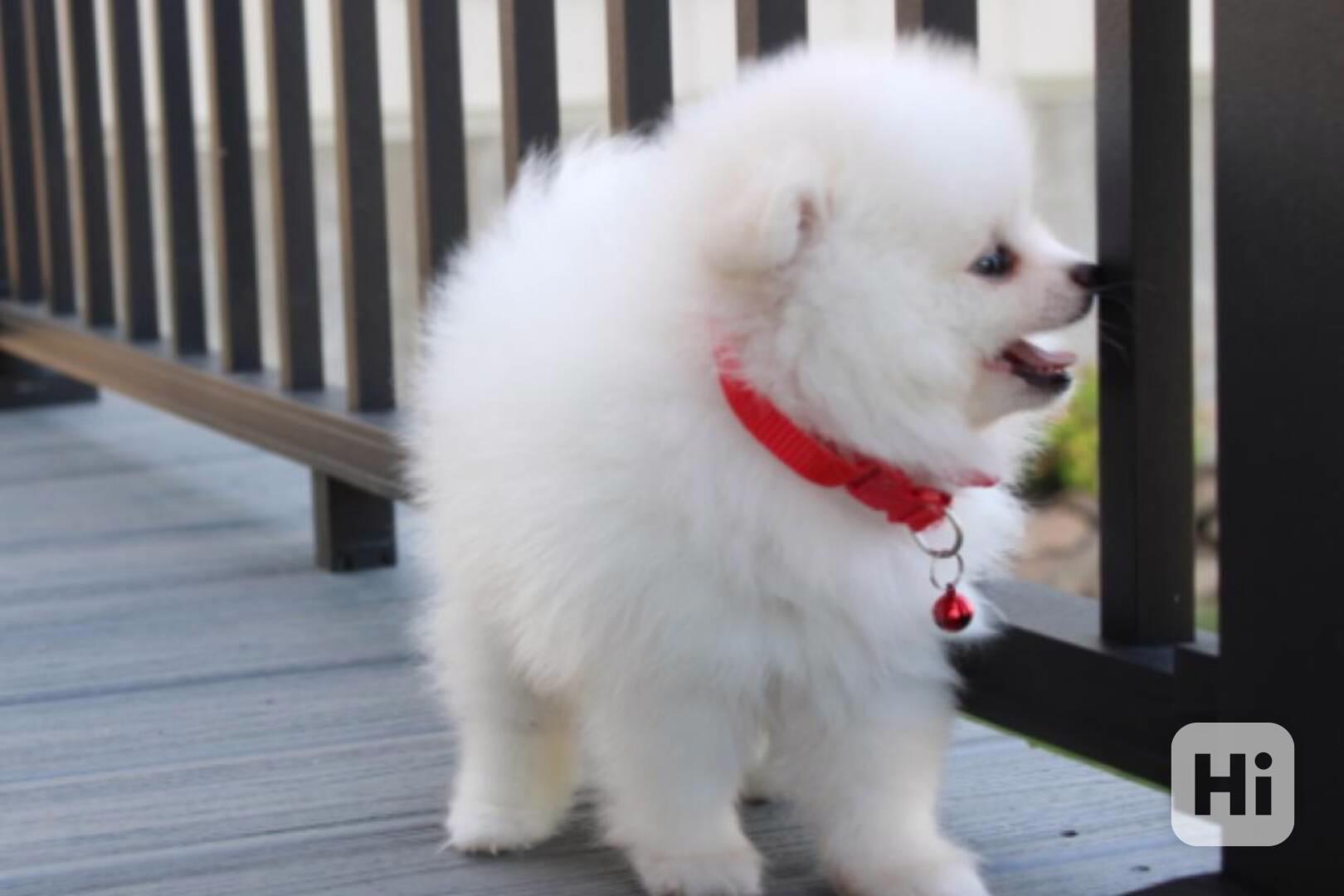 Čistě bílá a hnědá štěňata pomeraniana k adopci. - foto 1