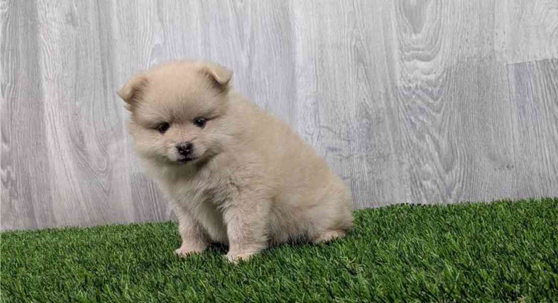 Čistě bílá a hnědá štěňata pomeraniana k adopci. - foto 2