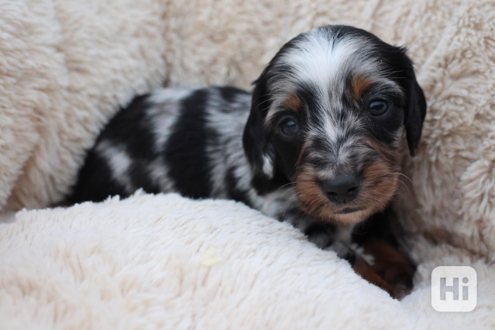 Jezevčík Trpasličí dlouhosrstý  - foto 1