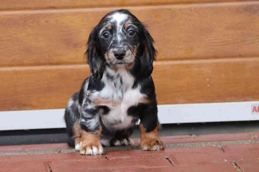 Jezevčík Trpasličí dlouhosrstý  - foto 4