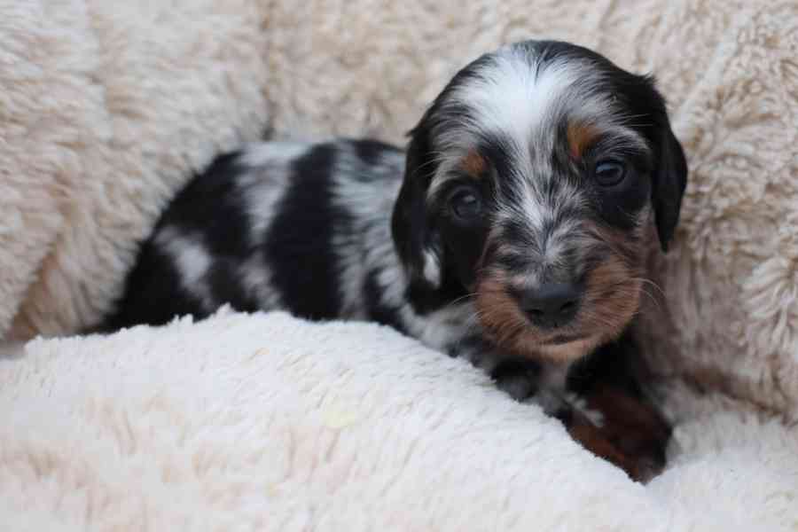 Jezevčík Trpasličí dlouhosrstý  - foto 1