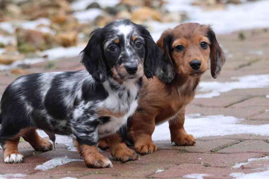 Jezevčík Trpasličí dlouhosrstý  - foto 2