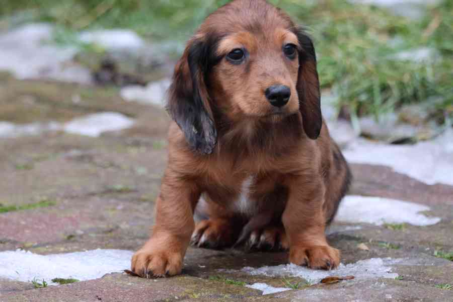 Jezevčík Trpasličí dlouhosrstý  - foto 3