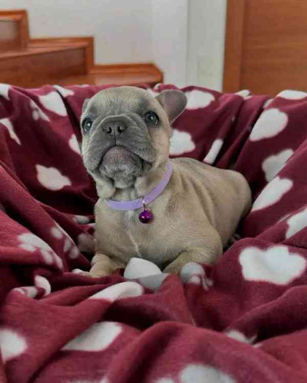 Štěně francouzského buldočka v kvalitě KC k adopci !!! - foto 2
