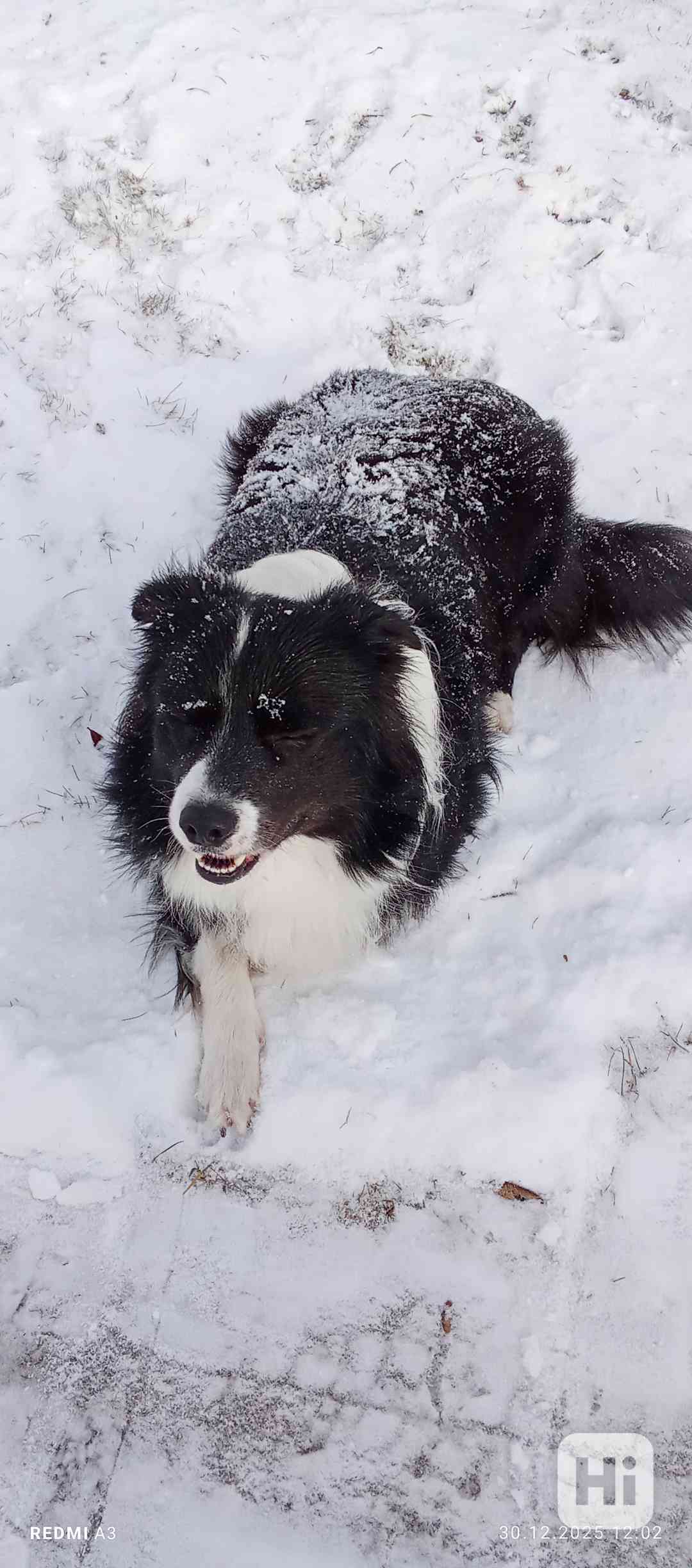 Pes ke krytí  - foto 1