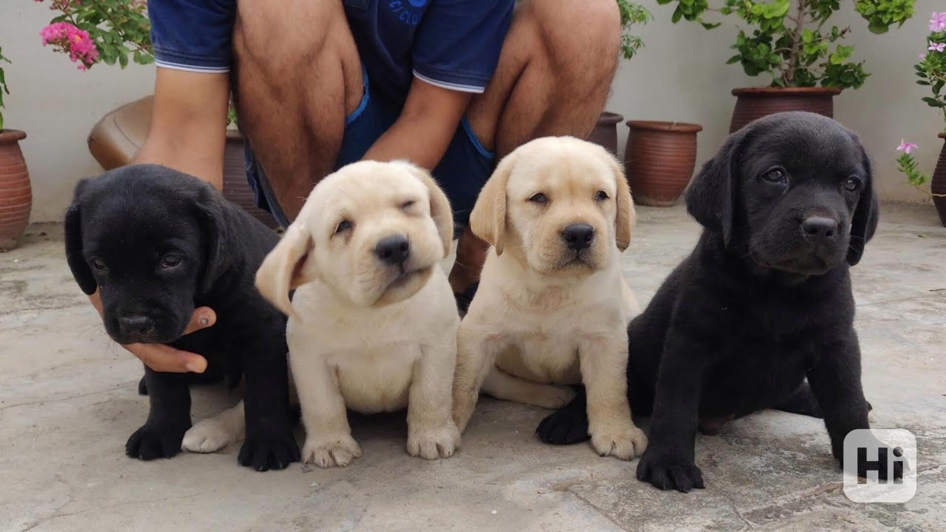 Štěňata labradora s rodokmenem v šampaňském - foto 1