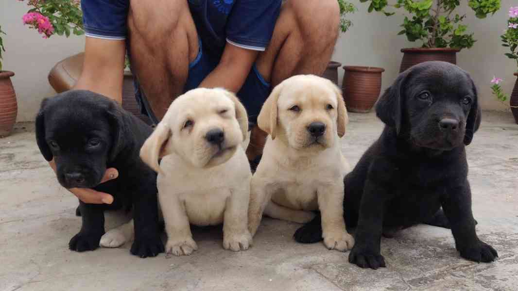 Štěňata labradora s rodokmenem v šampaňském - foto 2