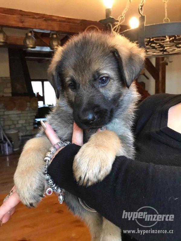 Štěňata německý ovčák s PP - foto 2