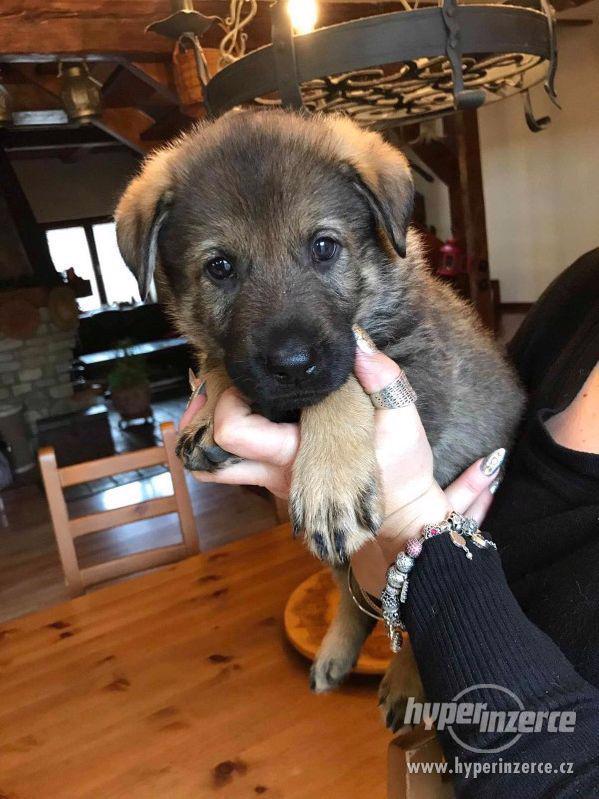Štěňata německý ovčák s PP - foto 3