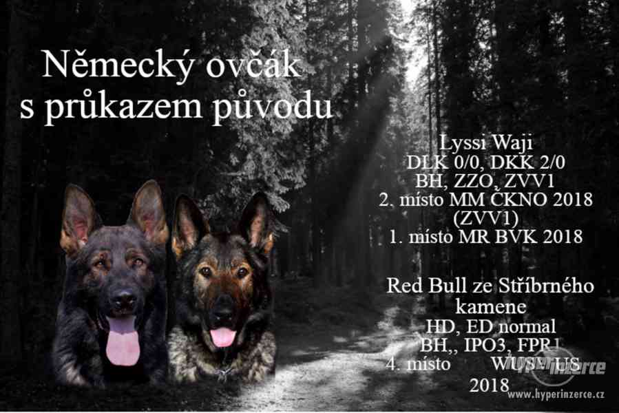 Štěňata německý ovčák s PP - foto 4