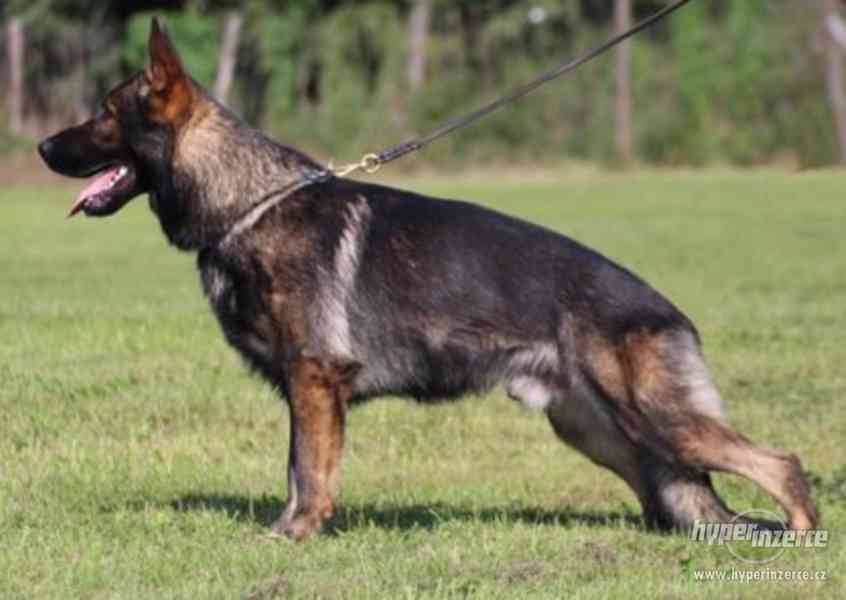 Štěňata německý ovčák s PP - foto 5