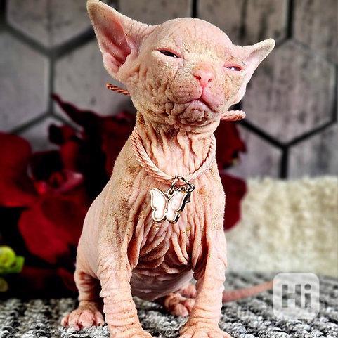 Odvážná a vrásčitá koťátka Sphynx - foto 1