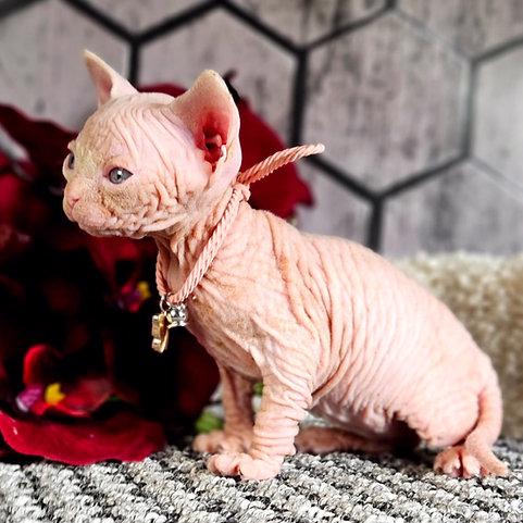 Odvážná a vrásčitá koťátka Sphynx - foto 3