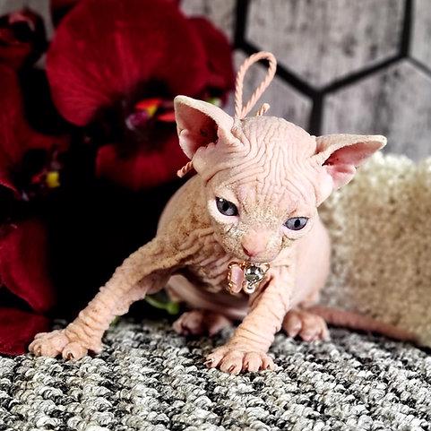 Odvážná a vrásčitá koťátka Sphynx - foto 2