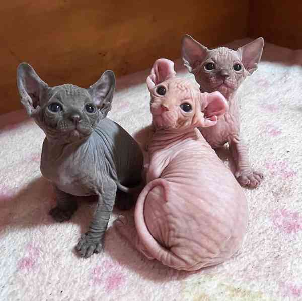 Odvážná a vrásčitá koťátka Sphynx - foto 4