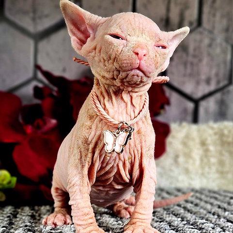 Odvážná a vrásčitá koťátka Sphynx - foto 1