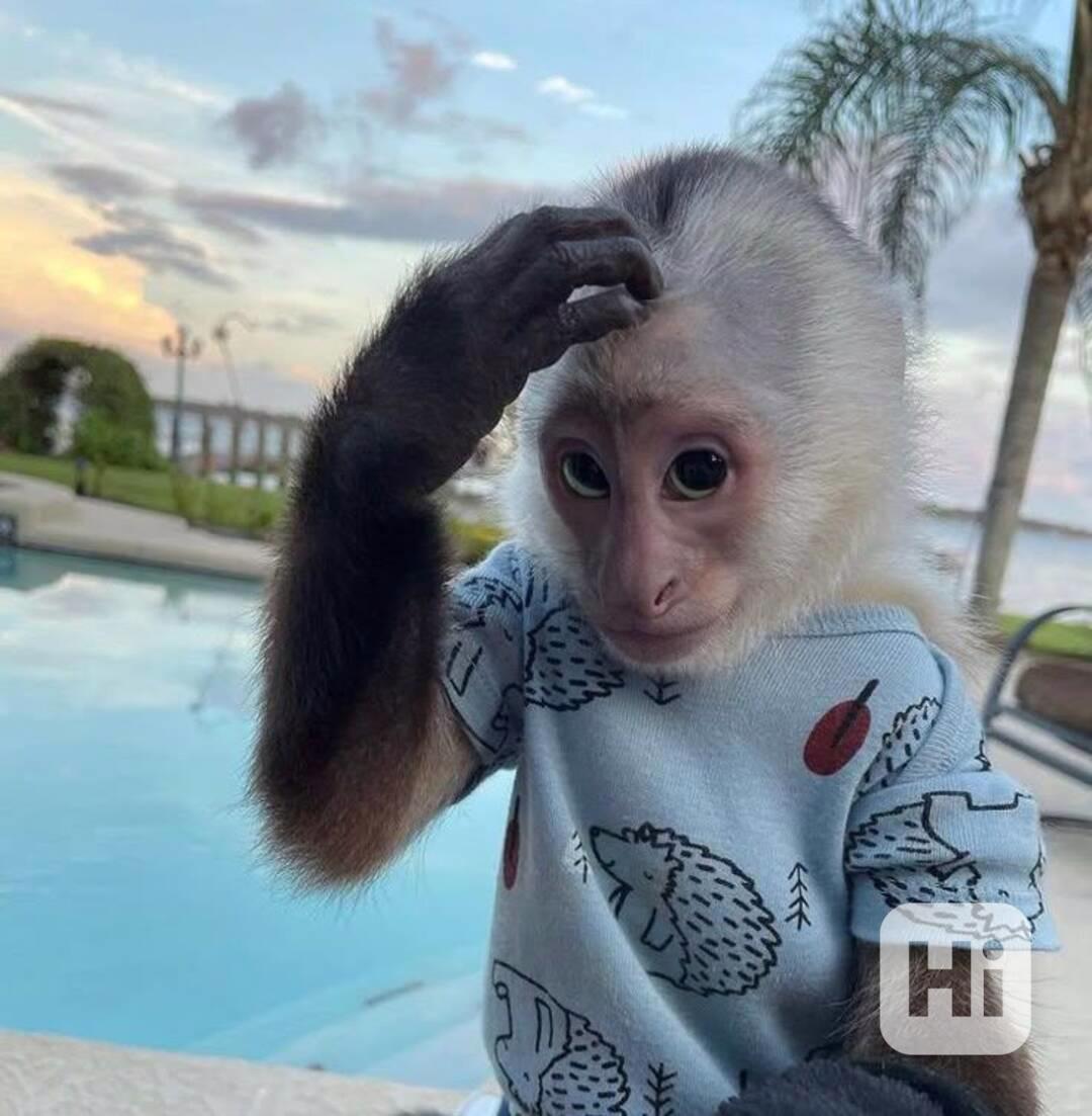 Zdarma Dítě kapucínské opice k adopci nyní zdarma  - foto 1