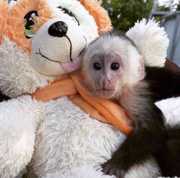 Zdarma Dítě kapucínské opice k adopci nyní zdarma  - foto 2