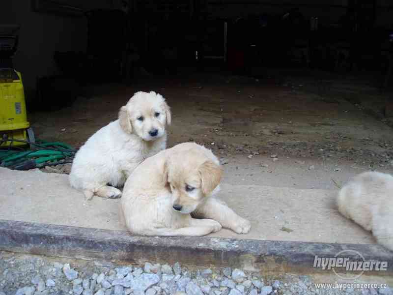 labradorek - foto 4