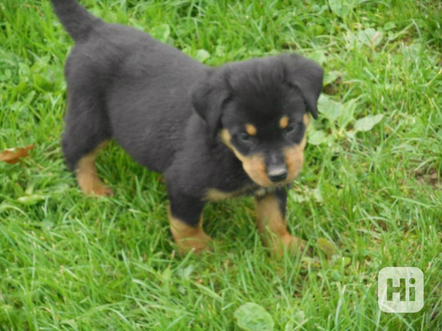 Štěňata rotvajlera na prodej, samice i samci - foto 1