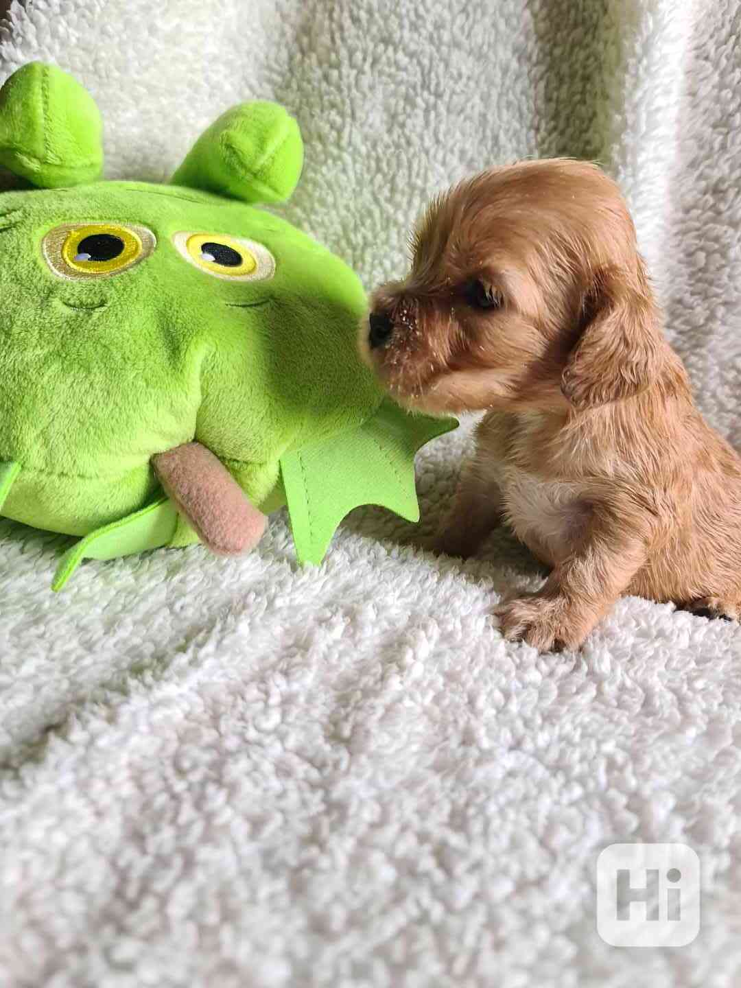 Anglický kokršpaněl  - foto 1