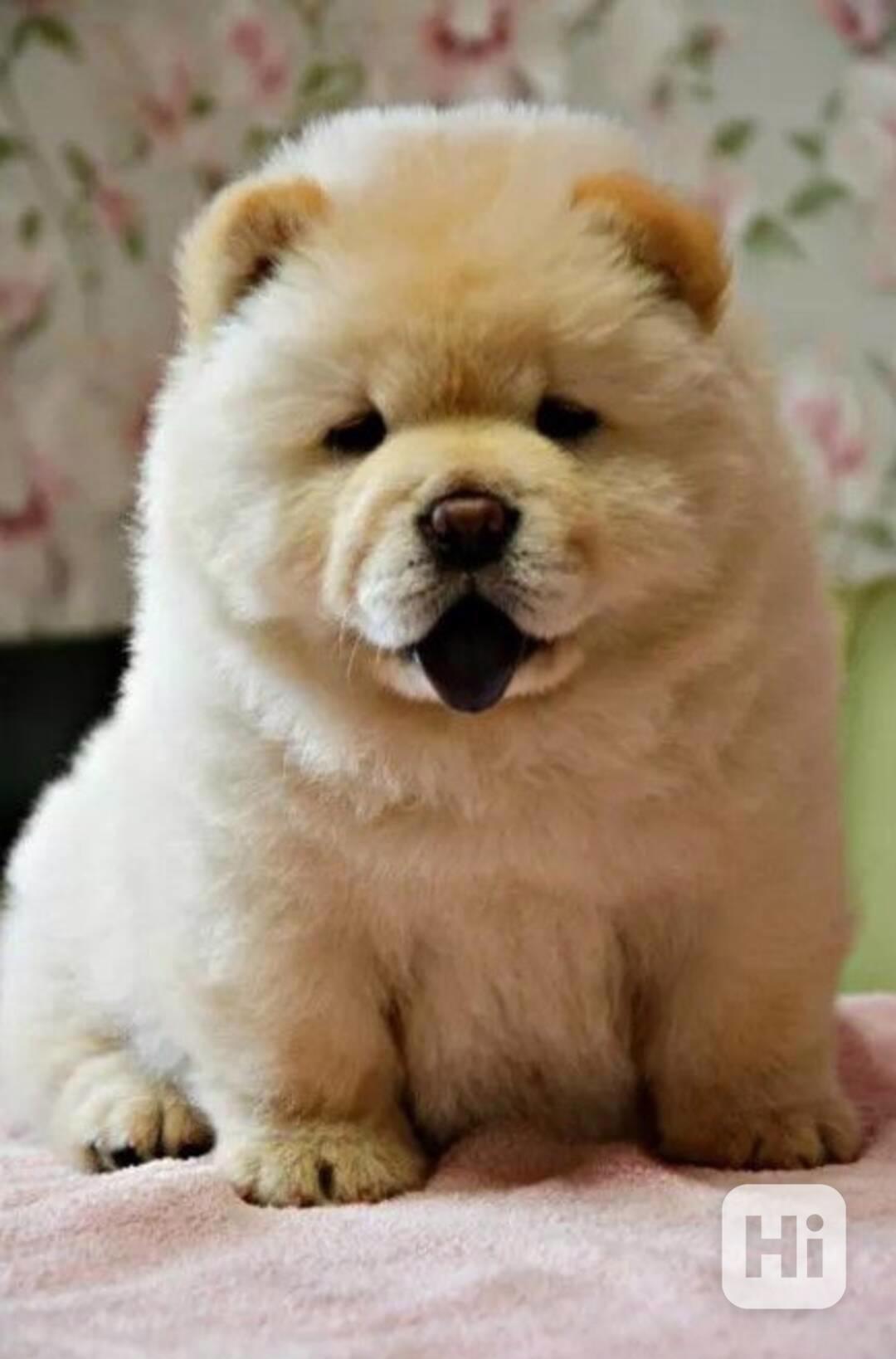 CHOWCHOW Puppies nejčistší a nejroztomilejší štěňata - foto 1