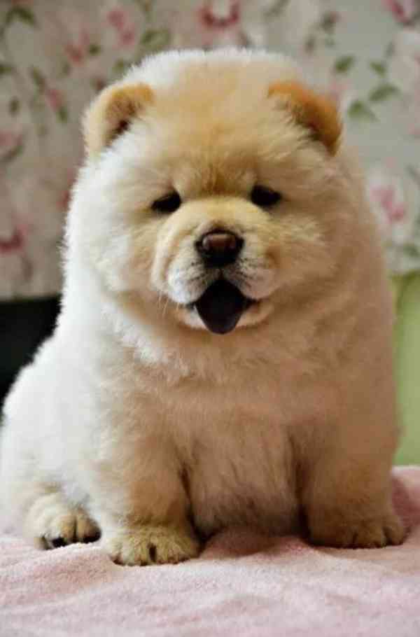 CHOWCHOW Puppies nejčistší a nejroztomilejší štěňata - foto 1