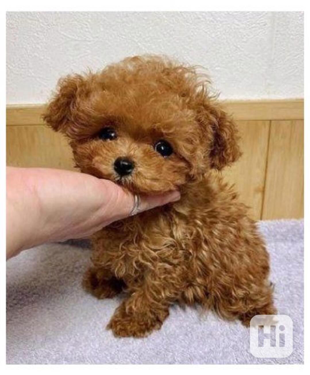 Krásné štěně pudla - foto 1