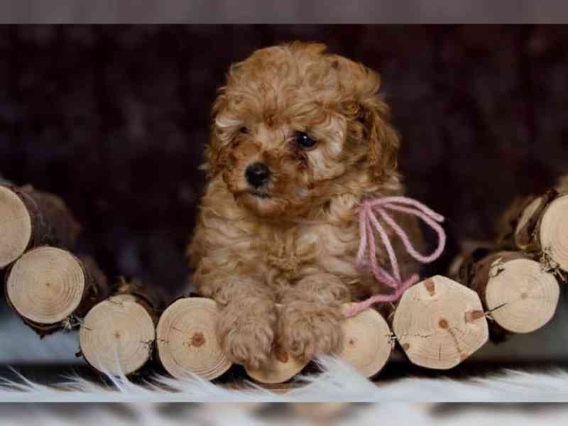Krásné štěně pudla - foto 6