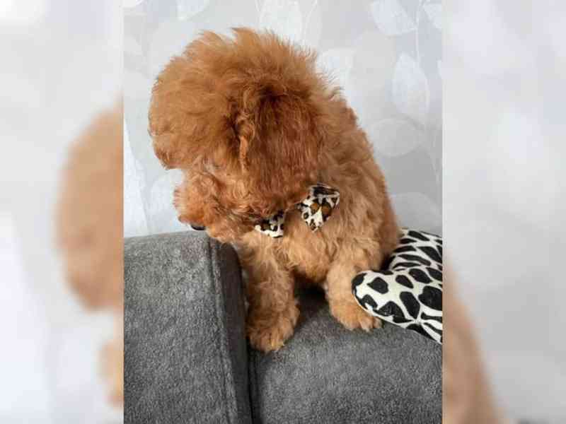 Krásné štěně pudla - foto 9