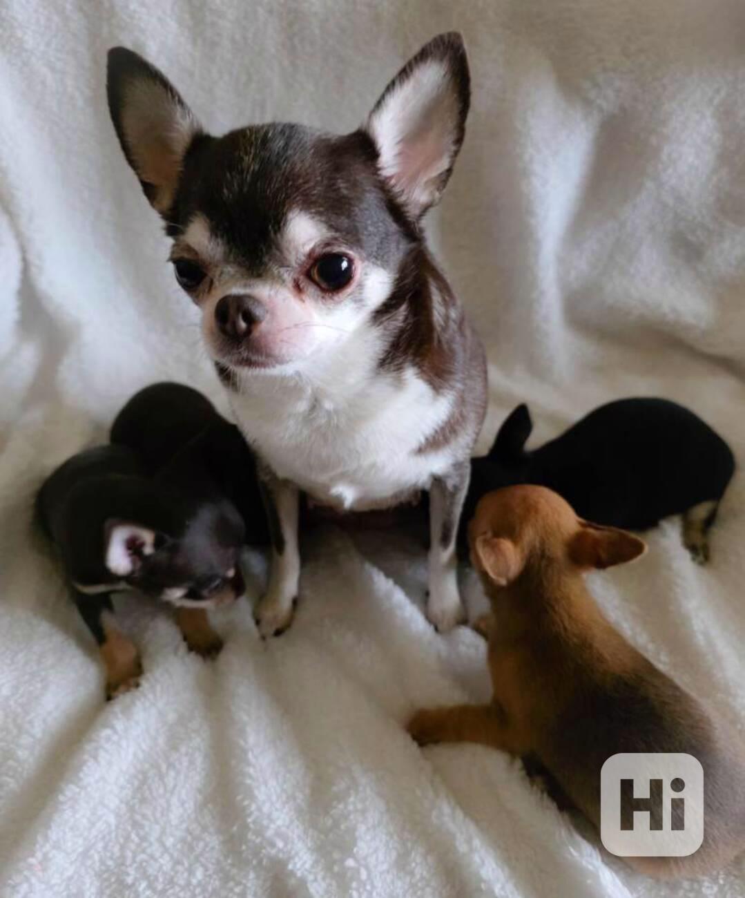 Mini Čivava s PP  - foto 1