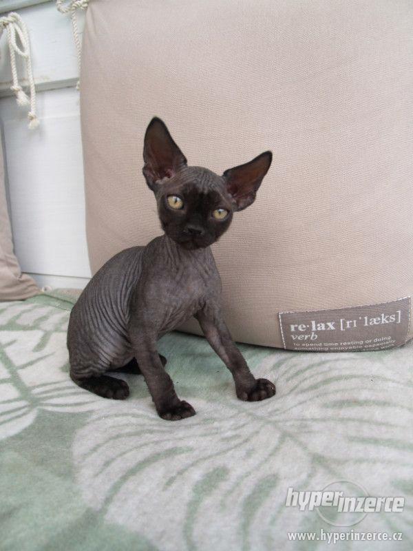 Devon rex s PP. - foto 2