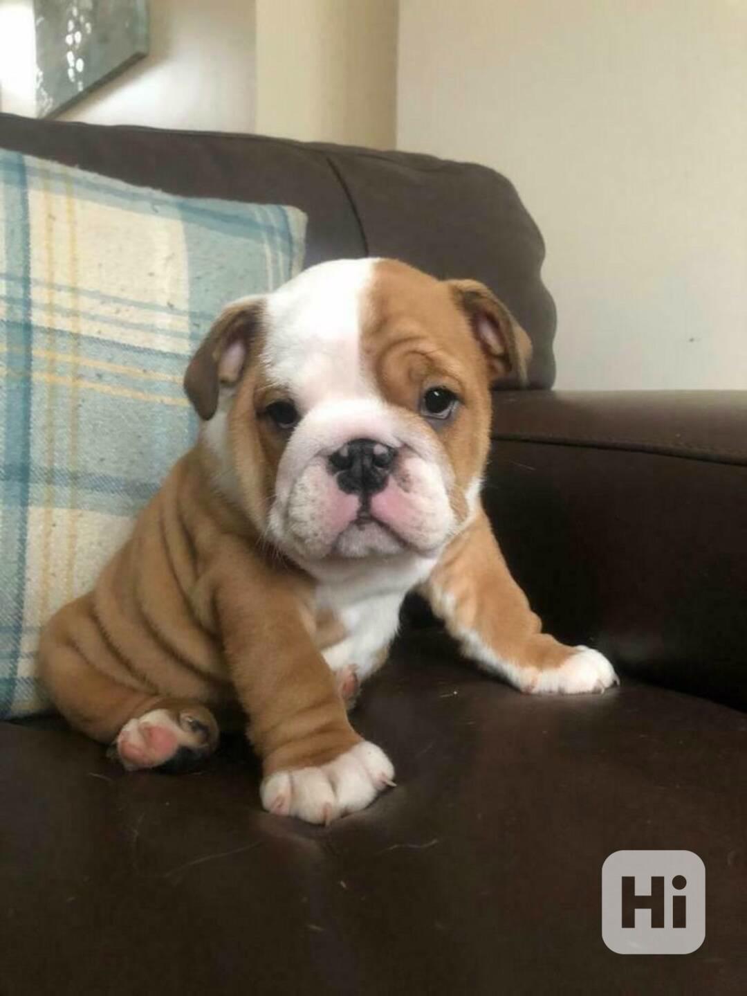 Zdarma  dárek štěňata anglického buldoka k adopci   - foto 1
