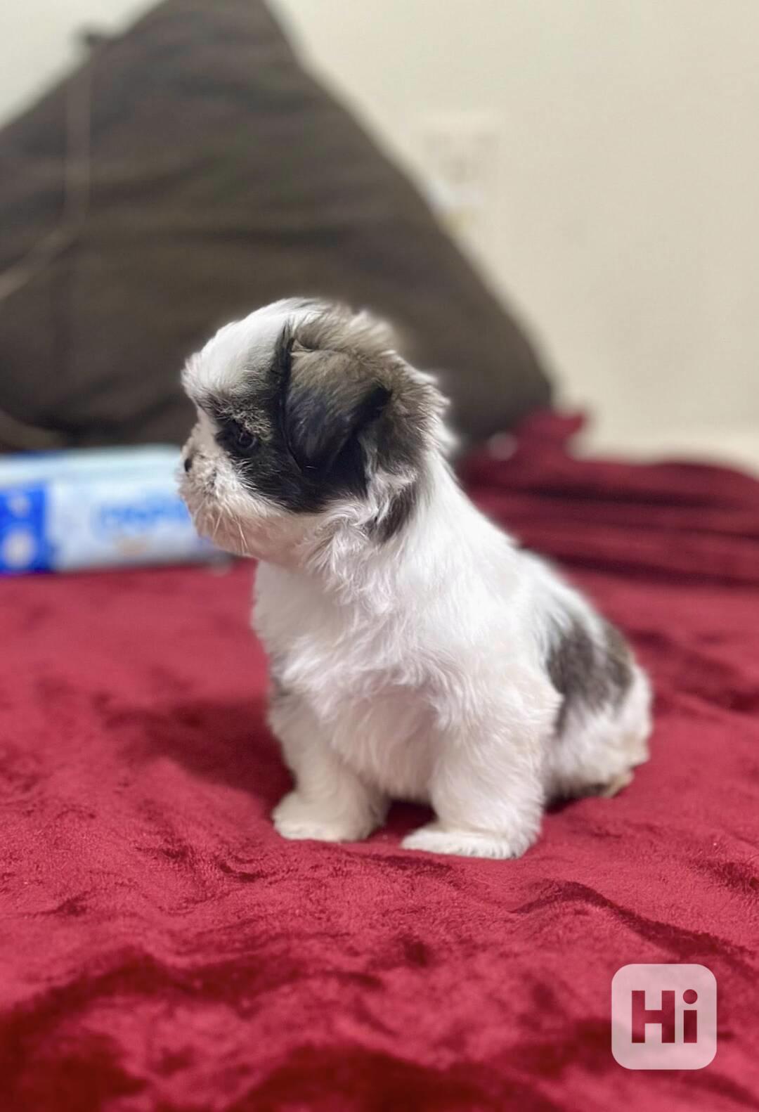 Zdravá štěňata Shih Tzu - foto 1