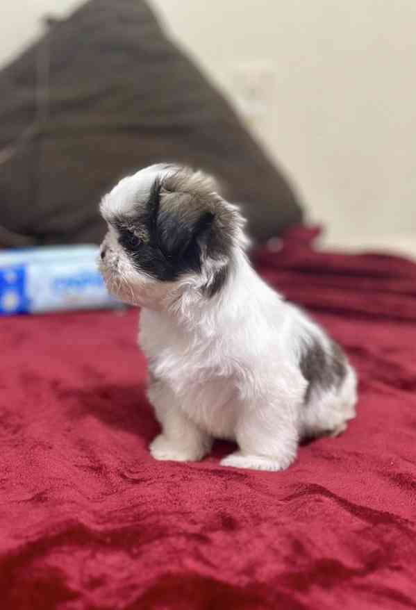 Zdravá štěňata Shih Tzu - foto 1