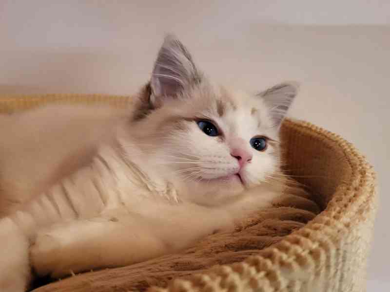 Ragdoll koťata s PP - foto 4