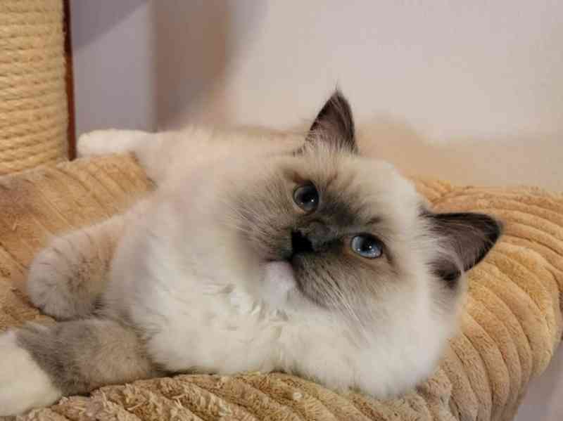 Ragdoll koťata s PP - foto 6