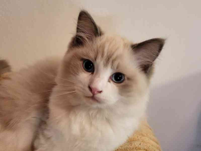 Ragdoll koťata s PP - foto 7