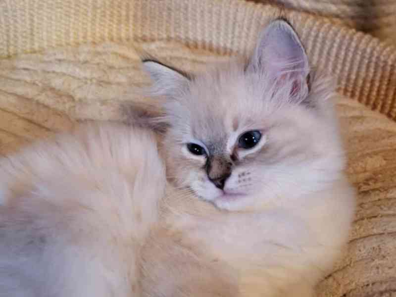 Ragdoll koťata s PP - foto 5