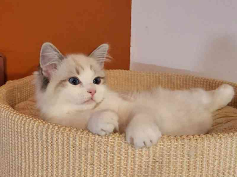 Ragdoll koťata s PP - foto 1