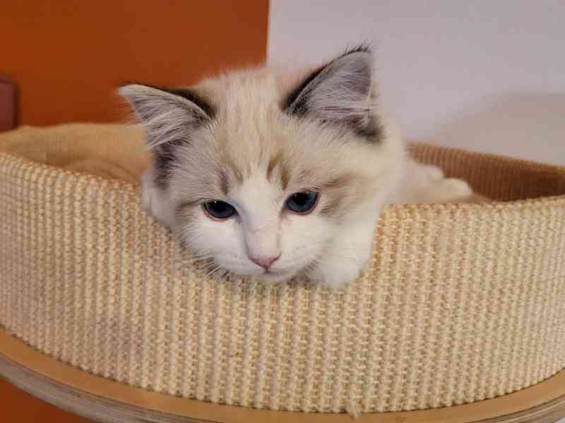 Ragdoll koťata s PP - foto 2