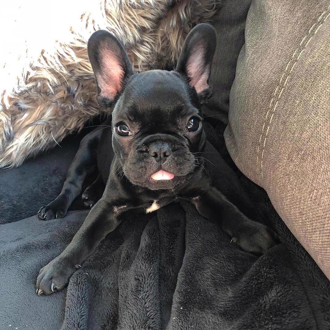 French Bulldog Puppy - foto 1