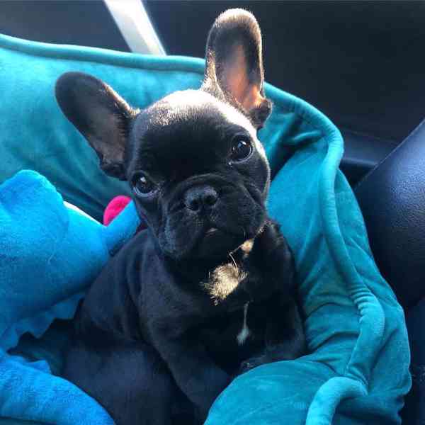 French Bulldog Puppy - foto 2