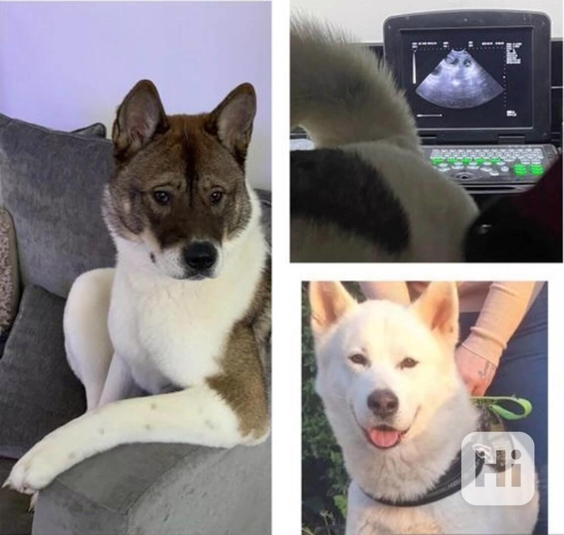 Prodám štěňata Japonské Akita Inu - foto 1