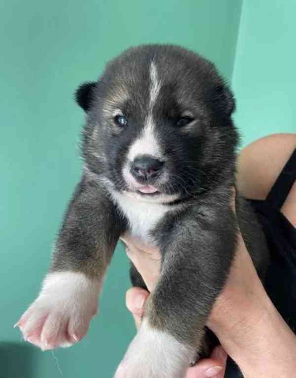 Prodám štěňata Japonské Akita Inu - foto 5