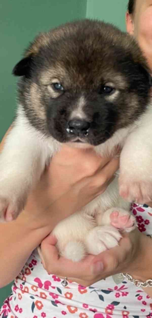 Prodám štěňata Japonské Akita Inu - foto 6