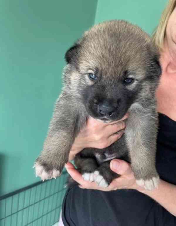 Prodám štěňata Japonské Akita Inu - foto 3