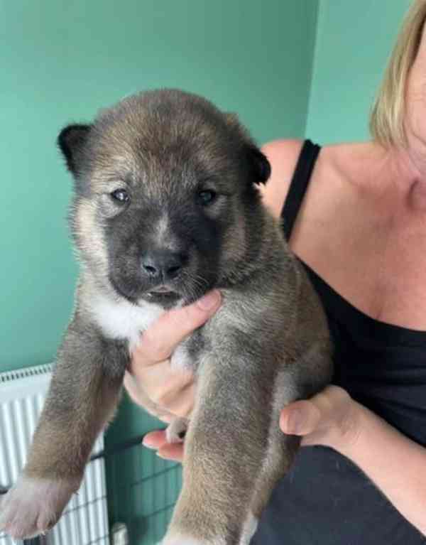 Prodám štěňata Japonské Akita Inu - foto 2